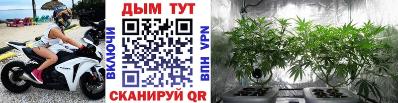 Шишки марихуана Ganja  Бор 